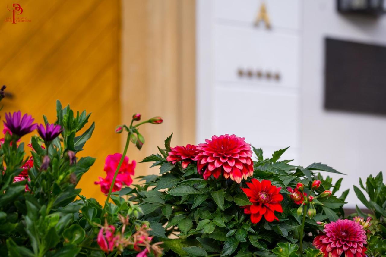 Palac Pakoszow Schlosshotel Wernersdorf يلينيا غورا المظهر الخارجي الصورة Dahlia 'Red Charm'